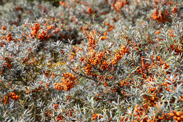 Gros plan sur un argousier (Hippophae rhamnoides) avec des baies orange poussant dans le sable par une journée ensoleillée.