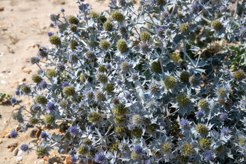 Gros plan sur un chardon des dunes bleu (ERYNGIUM maritimum, Panicaut des dunes ), poussant dans le sable par une journée ensoleillée.