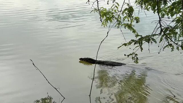 A samll varanus salvator swimming in the lake , silhouette animal video.