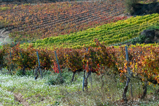 Autumn vineyard in La Rioja region showing long vine rows and grape foliage during harvest, with winery fields and vintage tones stretching across warm sunlit rural terrain under gentle daylight