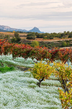 Autumn vineyard in La Rioja region showing patterned vine rows and grape plants during harvest, with winery fields and vintage tones visible across curved rural terrain under soft natural daylight