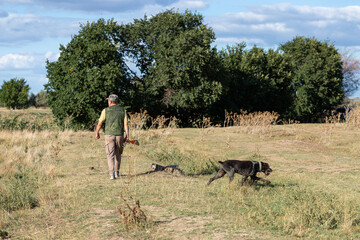 A hunter with a gun and his pet dogs. A spaniel and a german wirehaired pointer drathaar in search of a pheasant.