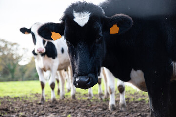 Deux vaches laitières sans cornes de différentes couleurs, dans un champ boueux en automne