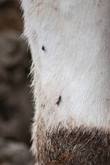 Gros plan sur les poils sales du haut de la patte d'une vache, présence de mouches
