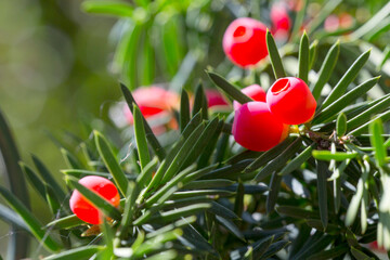 Europäische Eibe (Taxus baccata) Früchte