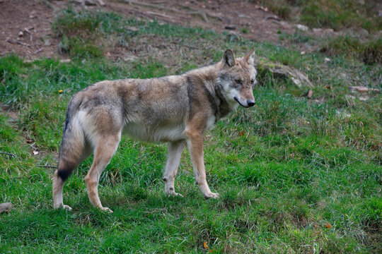 Eurasische Wolf (Canis lupus lupus) Europ&auml;ischer Grauwolf