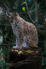 Eurasische Luchs oder Nordluchs (Lynx lynx)  auf Baumstamm im Wald 
