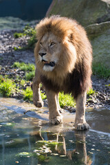 L&ouml;we (Panthera leo) Raubtier am Wasser