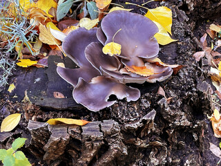 Wild mushrooms growing on old decaying tree stump. Around are scattered yellow and brown autumn leaves, dry foliage, and bits of moss. Beauty of natural decay and the forest ecosystem, fall season