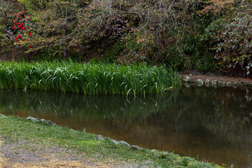 Scenic view of grass side on the lake.
