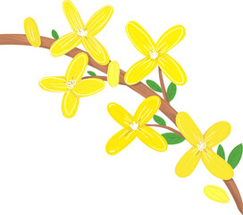 Forsythia Flower Illustration