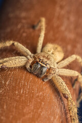 Detailed closeup of spider on wood