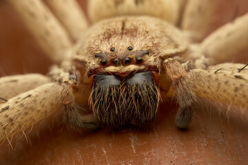 Detailed closeup of spider on wood
