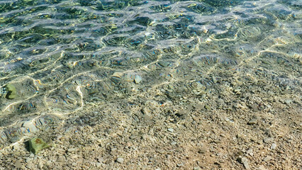 floating pile of small transparent jelly fishes in the shallow water of Adriatic sea in Rovinj, Croatia