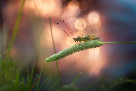 Libelloide con fotografia macro creativa y desenfoque de color