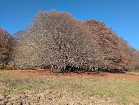 I faggi secolari in autunno sul monte Canfaito