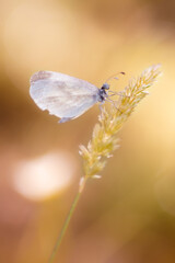 nifas de la rioja, fotografia de macro con desenfoque de color