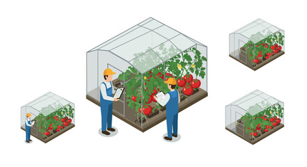 Isometric greenhouse with farmers inspecting tomato plants in various sizes