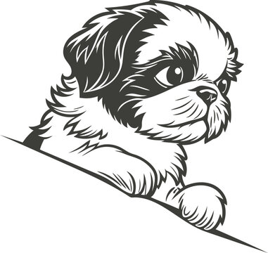 Adorable shih Tzu puppy peeking over a surface with curious eyes