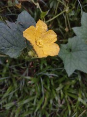 Yellow Flower on the Ground