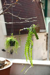 Two Hanging Succulents in Natural Outdoor Urban Garden Setting