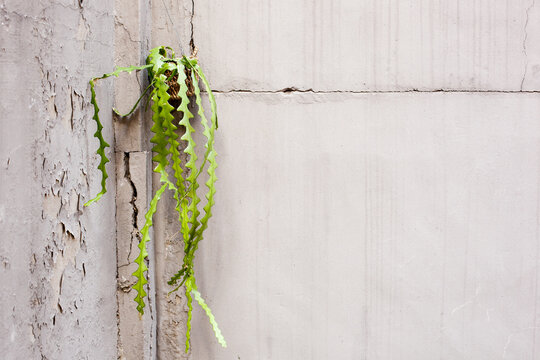 Vibrant Ric Rac Cactus Hanging in Grunge Concrete Corner with Copy Space