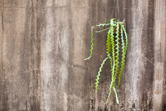 Minimalist Ric Rac Cactus Detail with Sharp Focus and Wide Copy Space