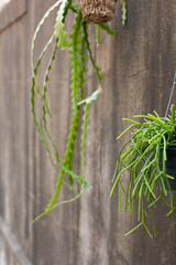 Obraz premium Detail Shot: Fishbone Cactus and Rhipsalis — Urban Living Greenery on Weathered Wall