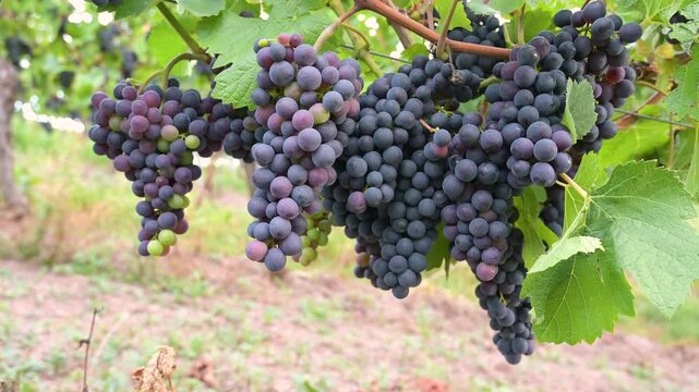 Blue grapevine, Pinot Noir grapes growing on vine, vineyard in Trier, Moselle Valley, Germany, agriculture at Mosel river, rhineland palatine