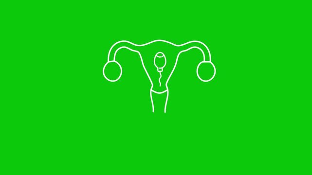 White line art of female reproductive system with sperm cell on green background Keywords: female reproductive system, uterus, ovaries, fallopian tubes, cervix, vagina, ovulation, egg, sperm