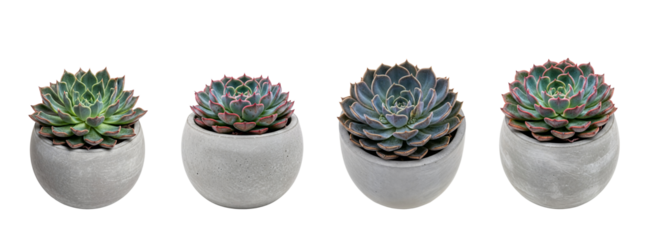 set of Echeveria rosette succulents in small round ceramic pots