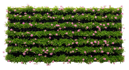Vertical garden with pink flowers and green leaves on transparent background