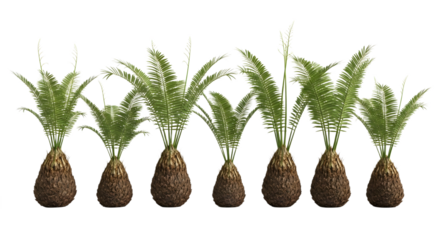 A row of sago palm trees on transparent background
