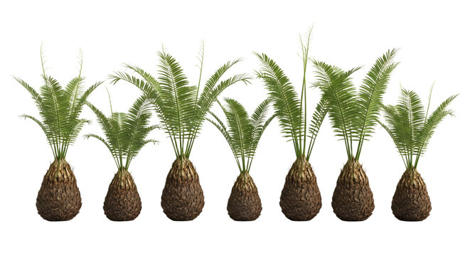 A row of sago palm trees on transparent background
