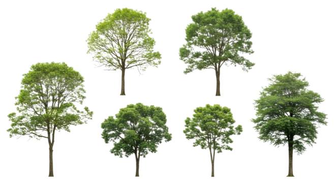 A group of trees with green leaves and brown trunks on transparent background