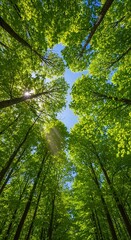 Obraz premium Sunlit Canopy - A Forest Perspective Reaching for the Sky.