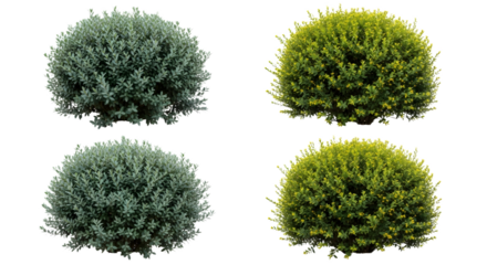 Four bushes with different shades of green color on transparent background