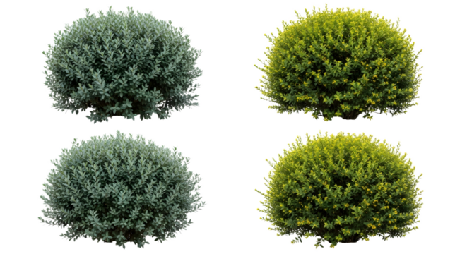 Four bushes with different shades of green color on transparent background