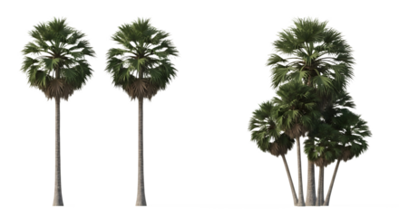 A group of three palm trees on transparent background