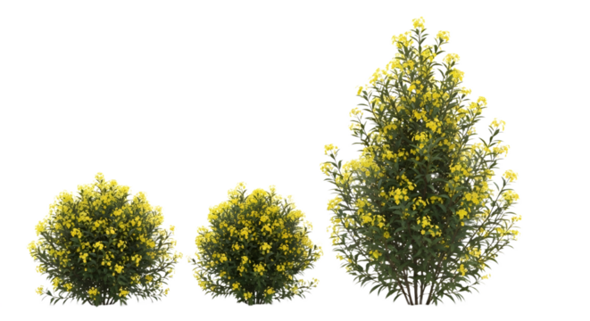 Three shrubs with yellow flowers on transparent background - Powered by Adobe