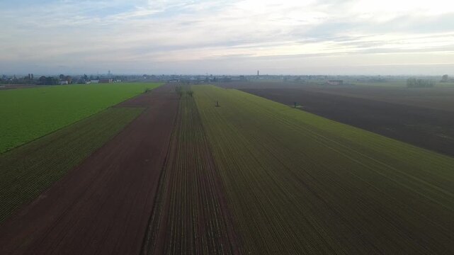 Pianura Padana, campi di grano appena nato, strade di campagna, passegiate, cascinali, gelsi dal drone - San Giuliano Vecchio -  Alessandria - Piemonte - Italia