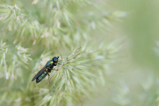Broad centurion fly chloromia formosa on summer grass