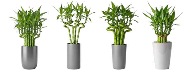 set of Lucky bamboo stalks in tall minimalist gray planters
