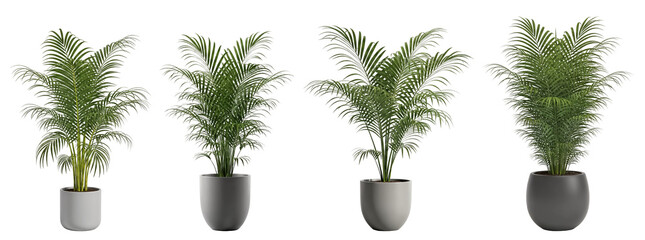 set of Indoor potted palm cluster in modern gray planters