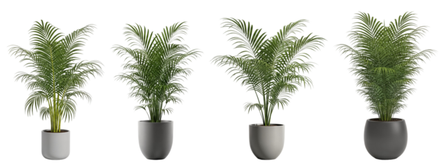set of Indoor potted palm cluster in modern gray planters