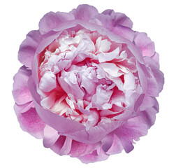 Peony flower  on  a  white isolated background with clipping path. Closeup. For design. Nature....