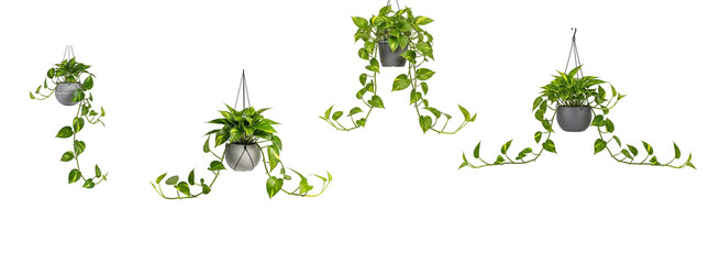 Trailing pothos ivy hanging planters with cascading vines