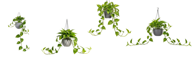 Trailing pothos ivy hanging planters with cascading vines