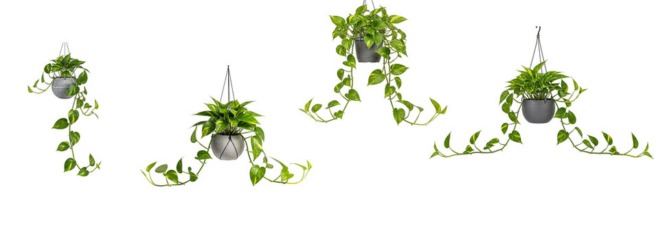 Trailing pothos ivy hanging planters with cascading vines