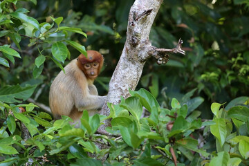 Bekantan or proboscis monkey is a type of long-nosed monkey with reddish-black fur. This animal is endemic to the island of Borneo.	
